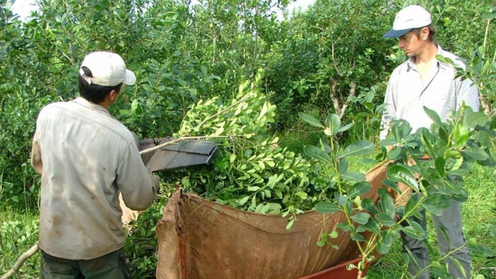 Crisis silenciosa: la yerba mate entra en zona de colapso y el Estado mira para otro lado