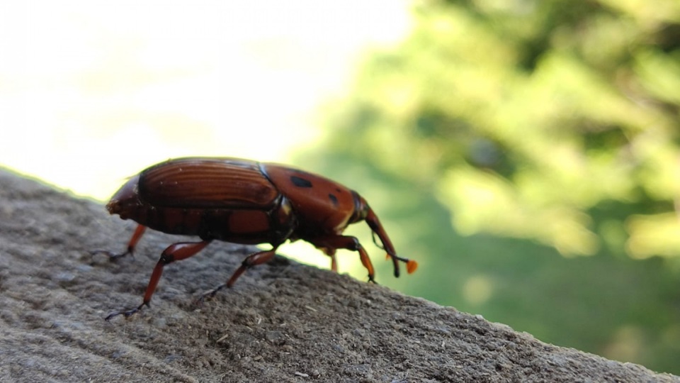 Alerta en Argentina por una plaga silenciosa que avanza desde Uruguay y amenaza a nuestras palmeras