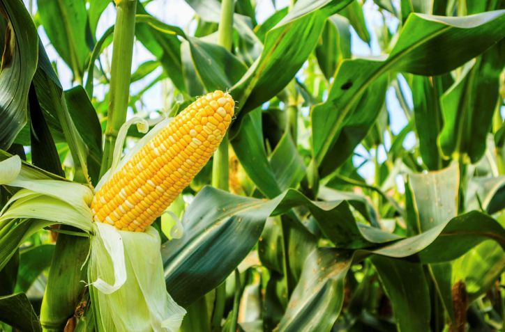 Clima, tensiones y fondos agitan el mercado de Chicago: trigo y maíz caen, la soja resiste con suba