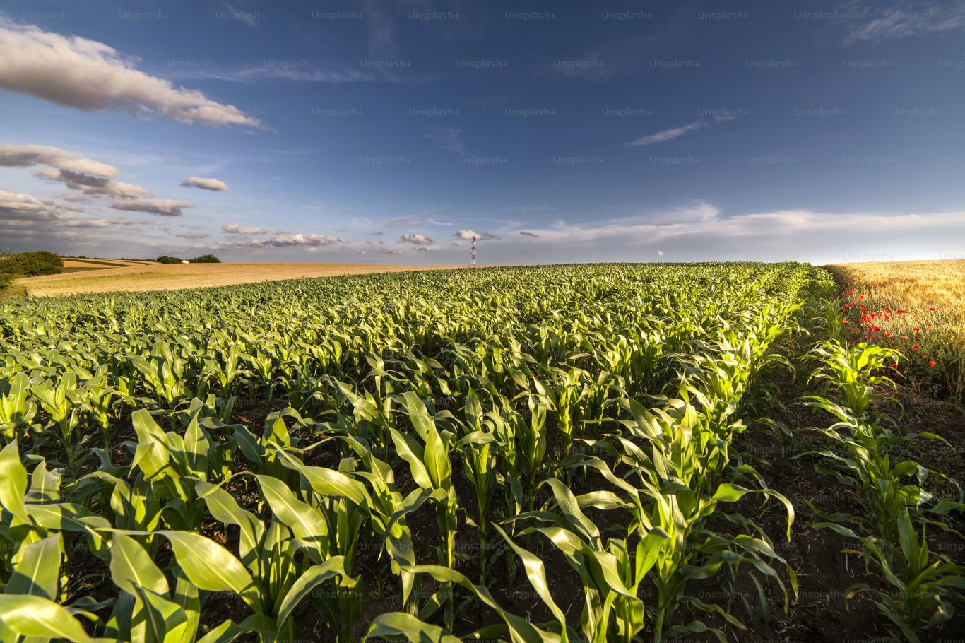 Del estiércol al campo: cómo el INTA y Ovobrand convirtieron residuos en fertilizante de alta eficiencia