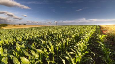 Del estiércol al campo: cómo el INTA y Ovobrand convirtieron residuos en fertilizante de alta eficiencia