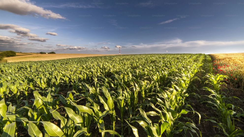 Del estircol al campo: cmo el INTA y Ovobrand convirtieron residuos en fertilizante de alta eficiencia