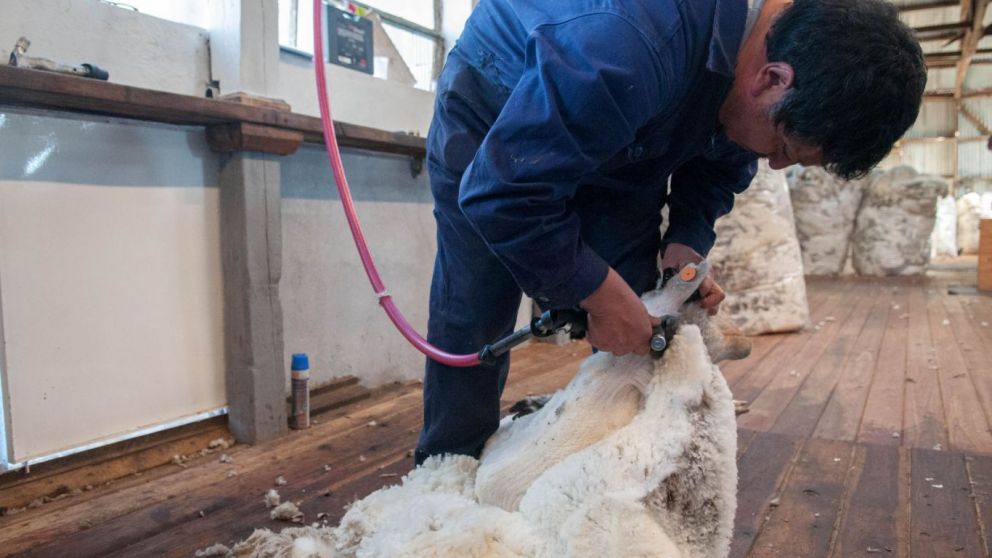 La exportacin de lana argentina super el 45% en volumen y el 30% en valor