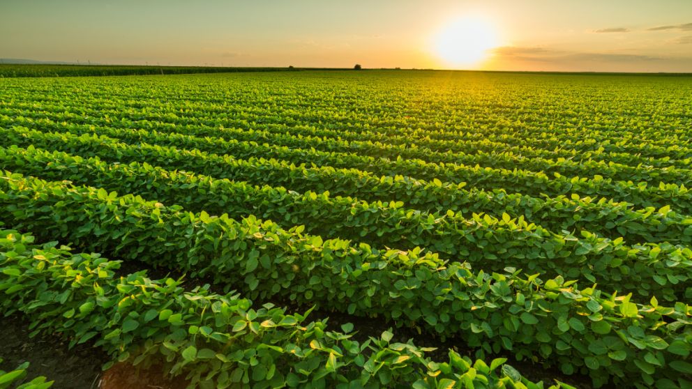EE.UU. anuncia millonario fondo de ayuda para el agro afectado por desastres: cmo y cundo podrn inscribirse los productores