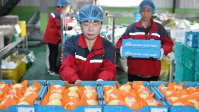 China anunció que comenzó a exportar peras a la Argentina