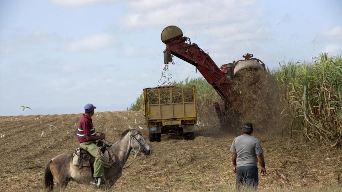 Colapso azucarero en Cuba: la producción cae a su nivel más bajo en más de un siglo y pone en jaque al ron