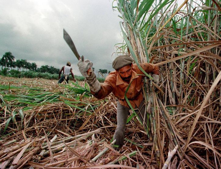 Colapso azucarero en Cuba: la producción cae a su nivel más bajo en más de un siglo y pone en jaque al ron