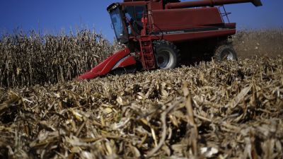 Alerta por la chicharrita: advierten que la regulación de cosechadoras será clave para frenar el rebrote