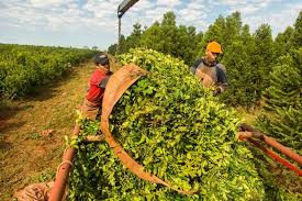 Economías regionales en crisis: yerba, vino y cítricos llevan un año en rojo