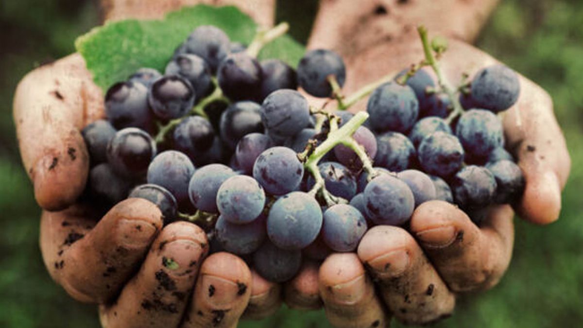 Economías regionales en crisis: yerba, vino y cítricos llevan un año en rojo