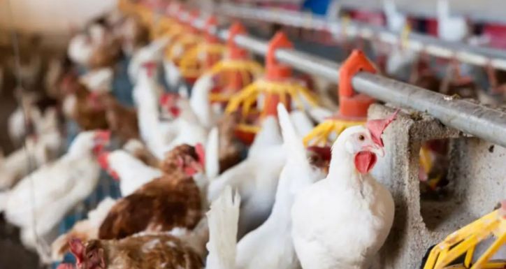Europa suspende las importaciones de carne aviar desde Brasil tras brote de gripe aviar