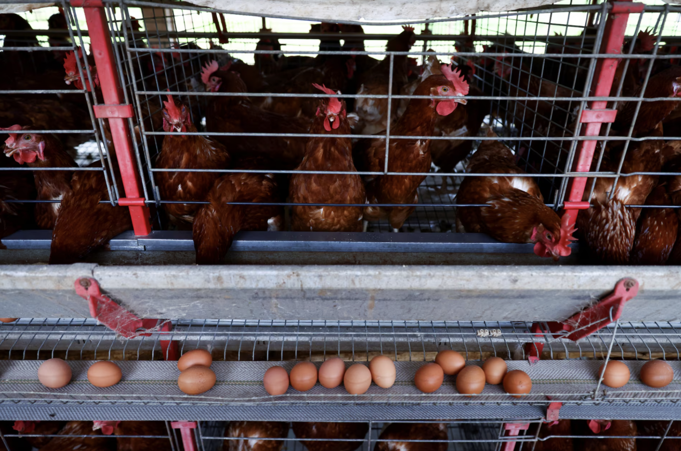 Europa suspende las importaciones de carne aviar desde Brasil tras brote de gripe aviar