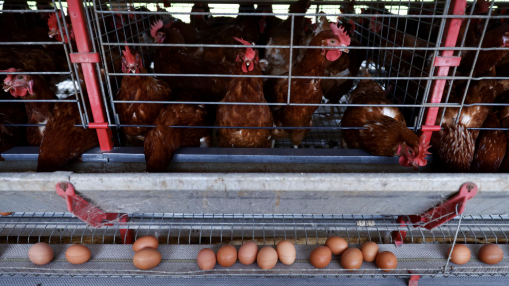 Europa suspende las importaciones de carne aviar desde Brasil tras brote de gripe aviar