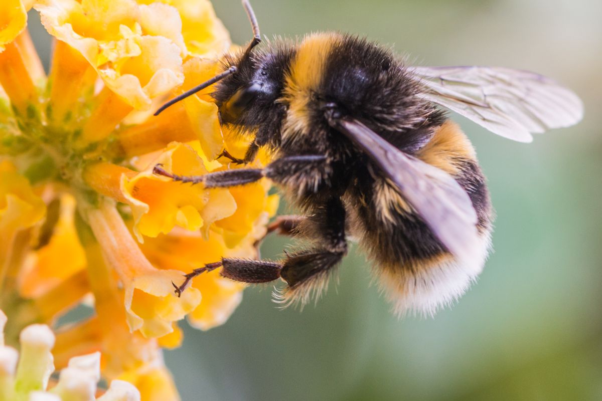 Las abejas tienen su día: el pequeño insecto que sostiene la agricultura mundial