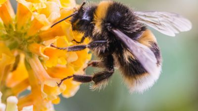 Las abejas tienen su día: el pequeño insecto que sostiene la agricultura mundial