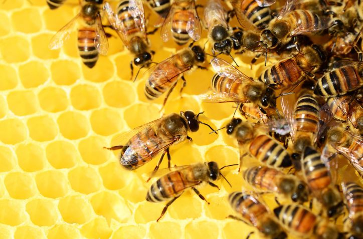 Las abejas tienen su día: el pequeño insecto que sostiene la agricultura mundial