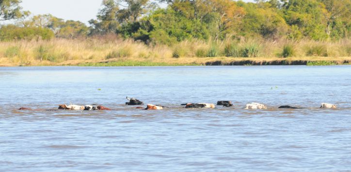 De la sequía al diluvio: 270 milímetros en 10 horas golpearon al norte santafesino