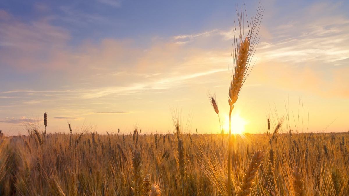 Los mercados agrícolas reaccionan al mundo en guerra y al clima local
