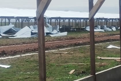 Desastre en la avicultura: 600.000 pollos muertos y pérdidas millonarias por las lluvias en Buenos Aires y Entre Ríos