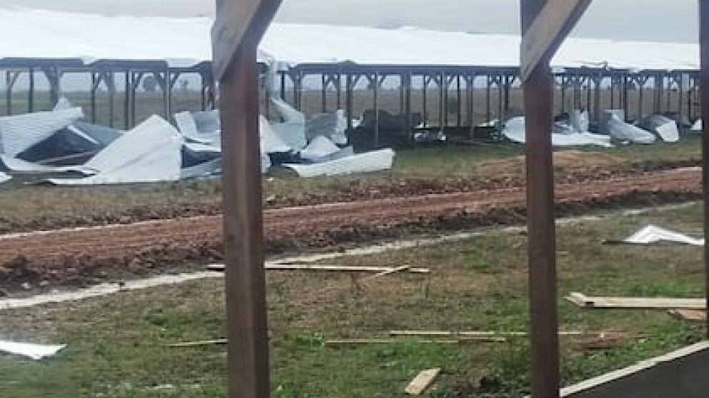 Desastre en la avicultura: 600.000 pollos muertos y prdidas millonarias por las lluvias en Buenos Aires y Entre Ros