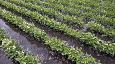 La cosecha gruesa sigue demorada y el trigo avanza con dificultades por el exceso de humedad
