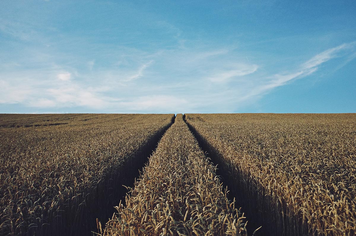 Los dueños de EE.UU.: quiénes son los mayores terratenientes del país en 2024 y cómo afecta eso al agro global