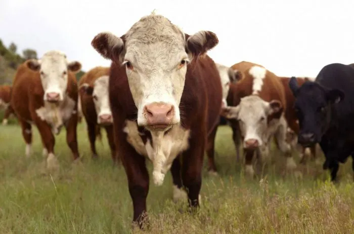 INTA: La cuenta entusiasma: un ternero de 200 kilos a $4.000 por kilo significa $800.000 por cabeza, más de 600 dólares, una rentabilidad difícil de igualar en otros negocios.