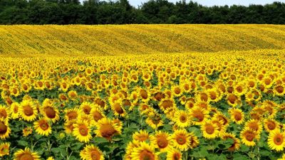 Cosecha histórica de girasol en Argentina: creció más del 28% y alcanzó las 5 millones de toneladas