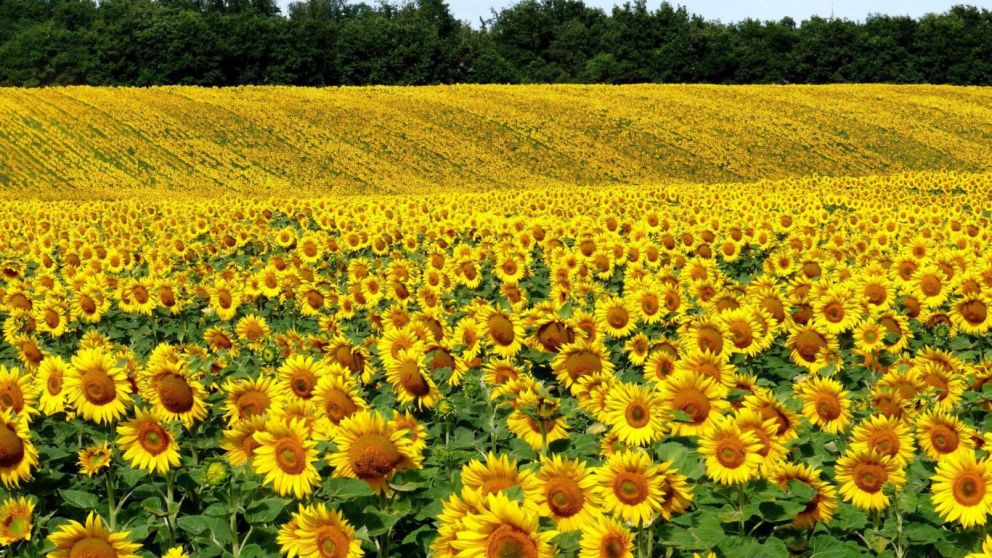 Cosecha histrica de girasol en Argentina: creci ms del 28% y alcanz las 5 millones de toneladas