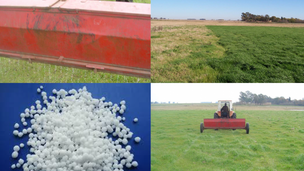 Raigrs bajo lupa: cmo mejorar la productividad con fertilizacin nitro-fosforada