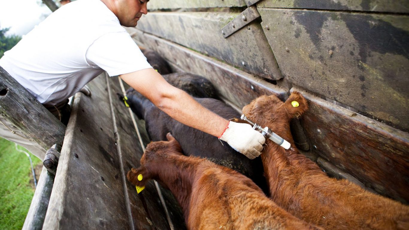 Tecnovax busca romper el monopolio de la vacuna antiaftosa, pero la apertura genera críticas por riesgo sanitario
