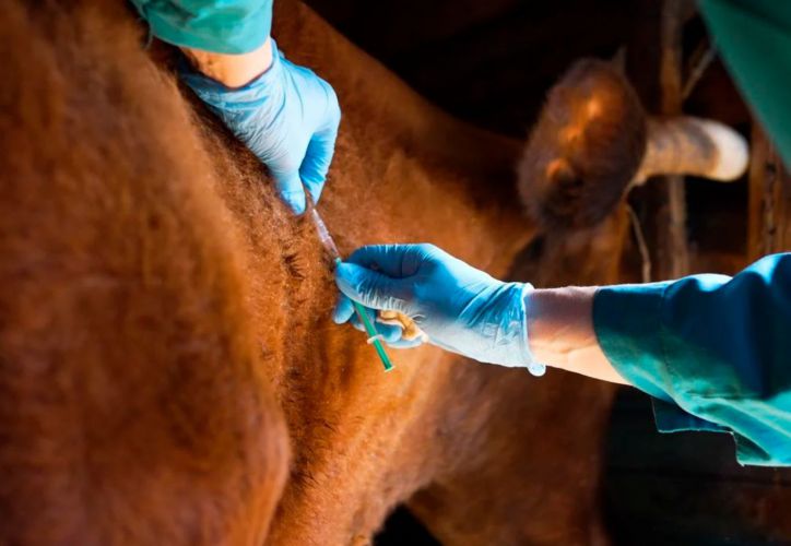 Tecnovax busca romper el monopolio de la vacuna antiaftosa, pero la apertura genera críticas por riesgo sanitario
