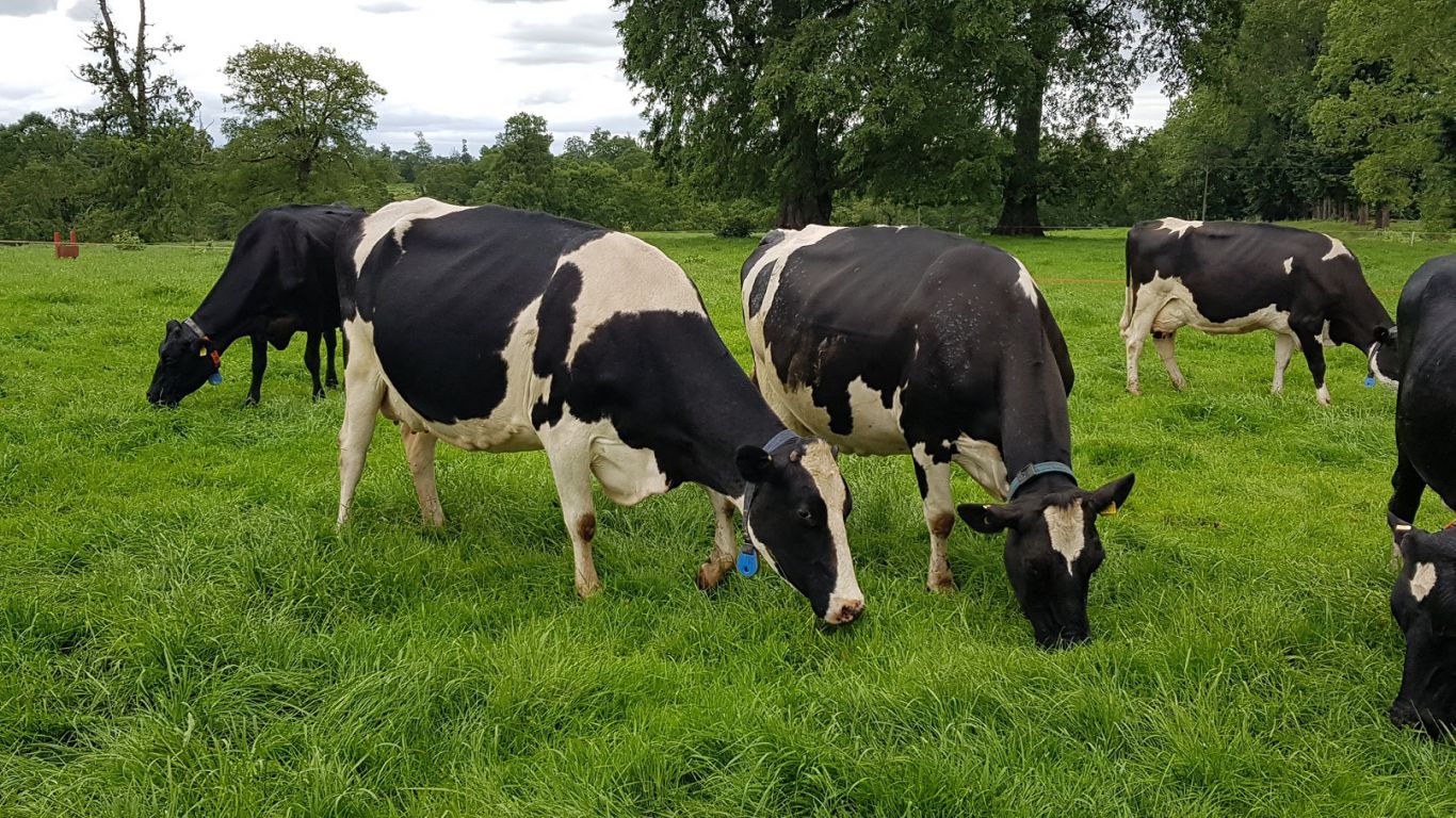 Alerta sanitaria: crece la diarrea viral bovina en Argentina y afecta al 95% de los tambos