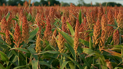 El regreso del sorgo: crece el cultivo y se posiciona como alternativa clave con la mira puesta en China
