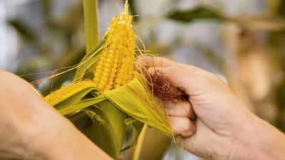 BASF lleva a Maizar 2025 sus nuevos híbridos de maíz y apuesta por la agricultura digital y sustentable