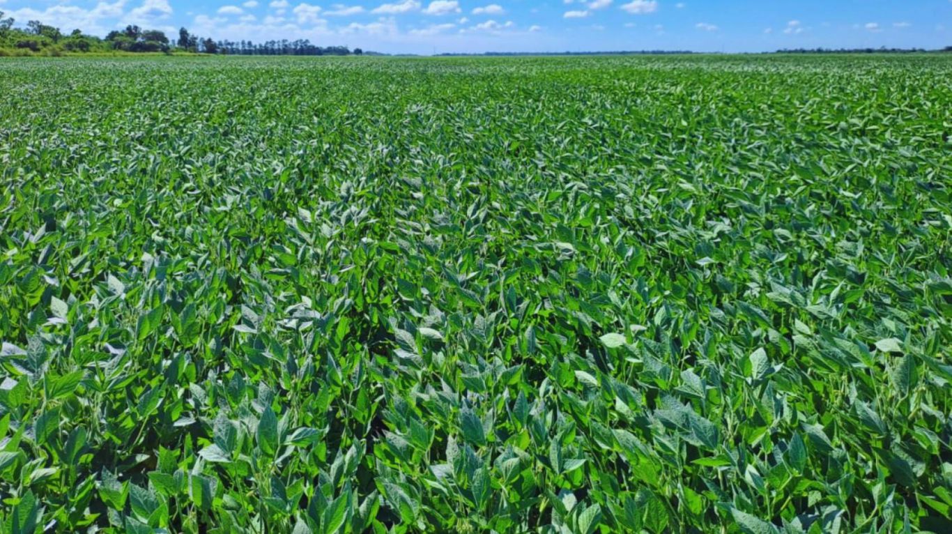 El precio de la incertidumbre: el agro entre la geopolítica, el clima y la política local