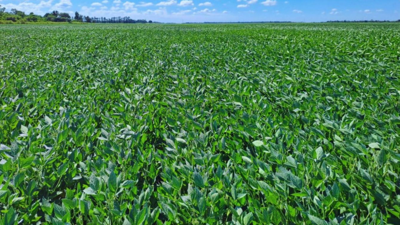 El precio de la incertidumbre: el agro entre la geopolítica, el clima y la política local