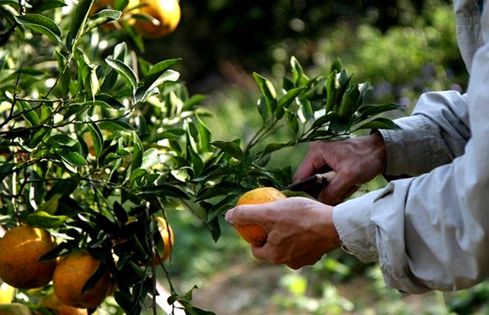 Cítricos en crisis: productores de California enfrentan altos costos y un mercado en retroceso