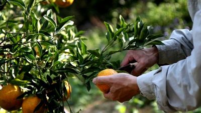 Cítricos en crisis: productores de California enfrentan altos costos y un mercado en retroceso