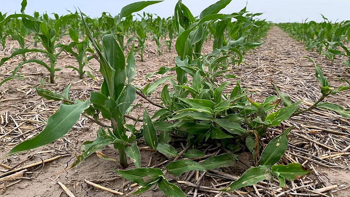 La batalla otoñal contra la Flor de Santa Lucía: una oportunidad clave para controlar a la Commelina erecta