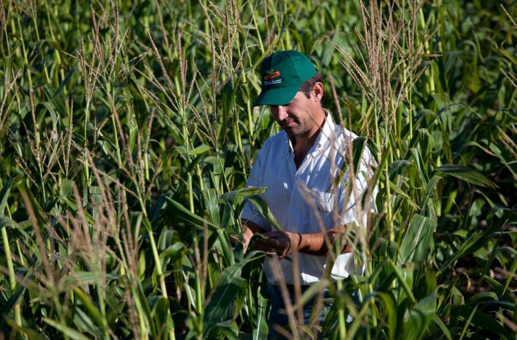 El maz siempre es una oportunidad: recupera terreno y aspira a crecer un 18%