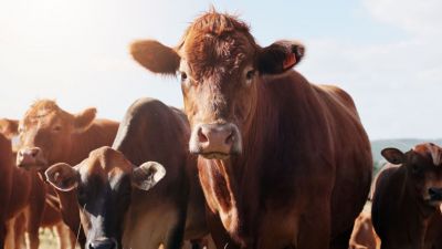 El precio del novillo en el Mercosur sigue en picada: Brasil y Paraguay tiran abajo el promedio regional