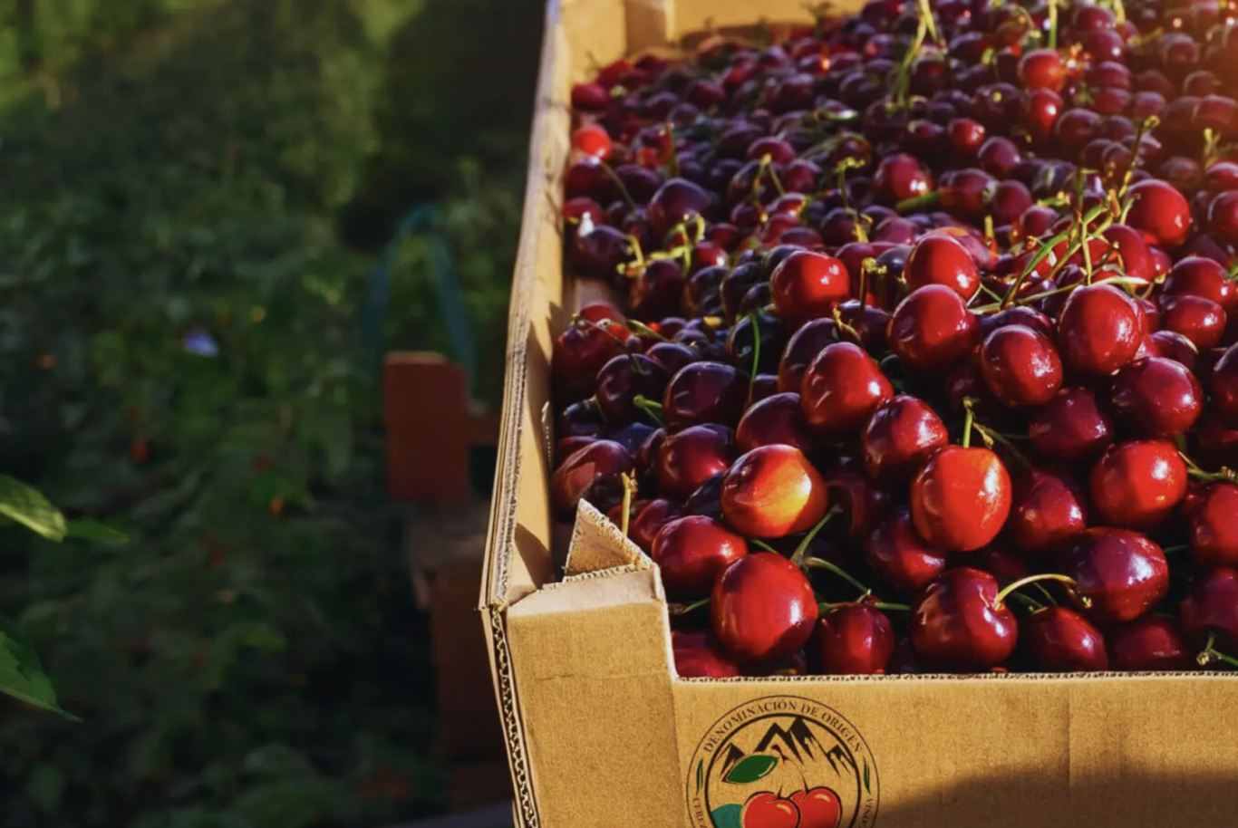 Las cerezas más australes del mundo ahora tienen sello propio: Los Antiguos logró la denominación de origen