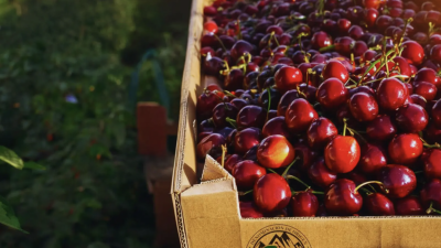 Las cerezas más australes del mundo ahora tienen sello propio: Los Antiguos logró la denominación de origen