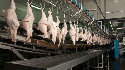Entre Ríos vuelve a exportar carne aviar a Japón: un impulso para la industria local