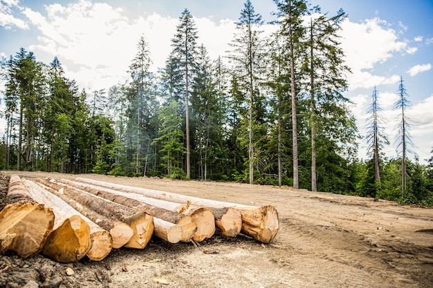 EE.UU. impulsa su industria forestal con una inversión histórica de USD 200 millones