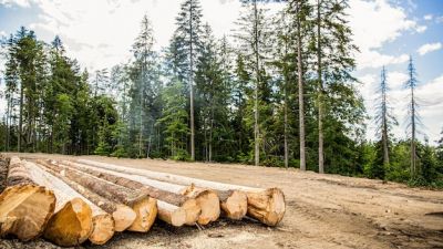 EE.UU. impulsa su industria forestal con una inversión histórica de USD 200 millones
