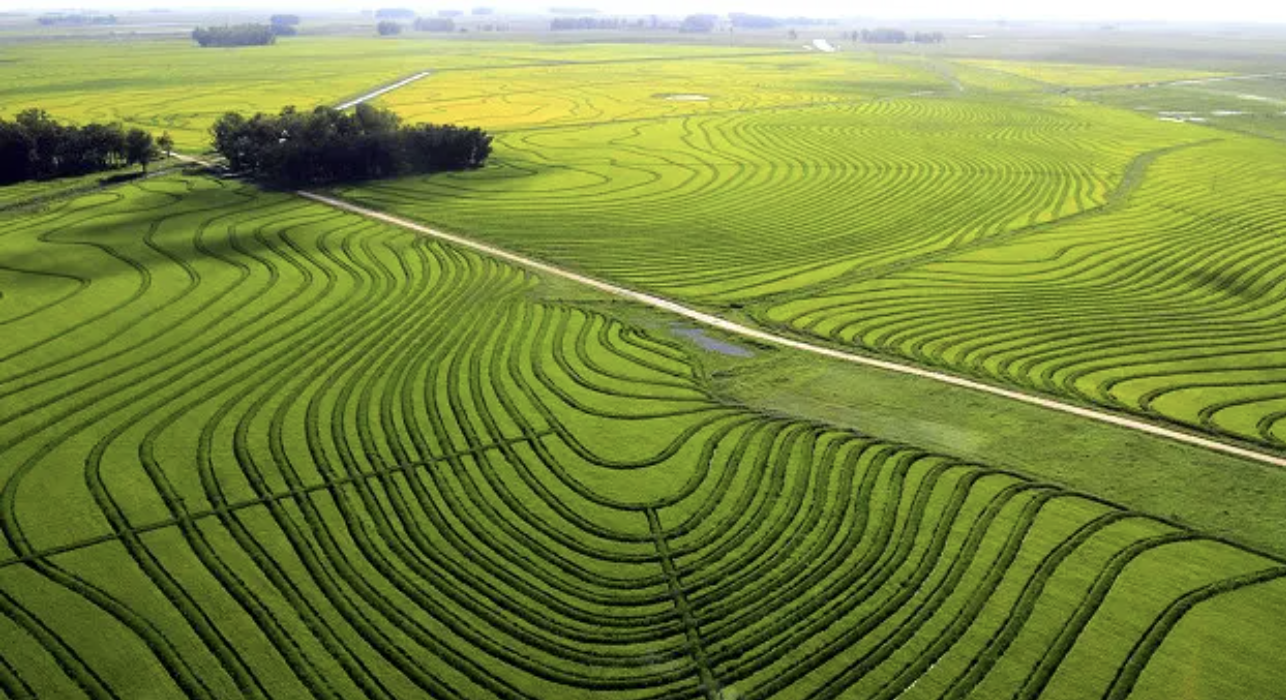 Récord histórico de arroz en Uruguay: alegría en el campo, tensión en el mercado