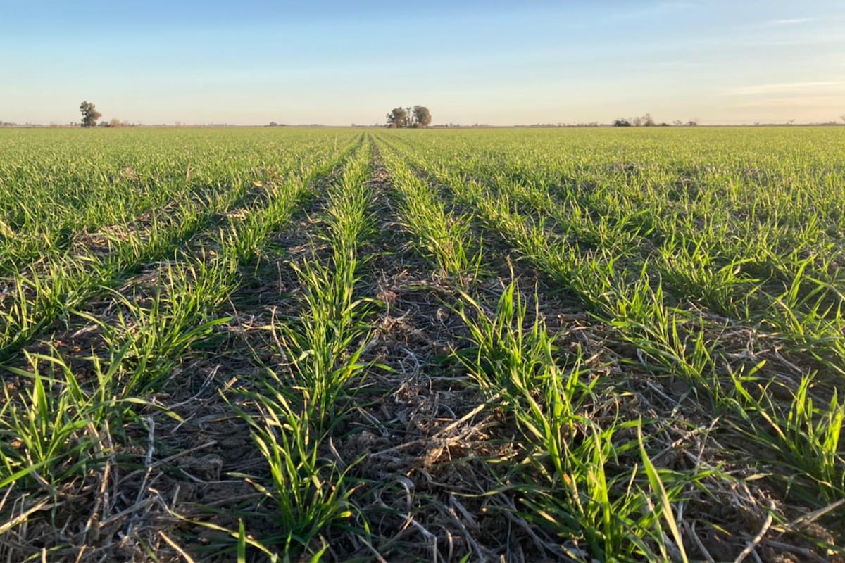 Precios en alza y estrategias en juego: cómo se reconfigura el mercado de fertilizantes en Argentina