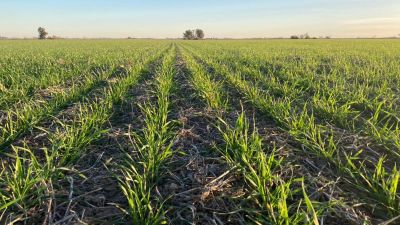 Precios en alza y estrategias en juego: cómo se reconfigura el mercado de fertilizantes en Argentina